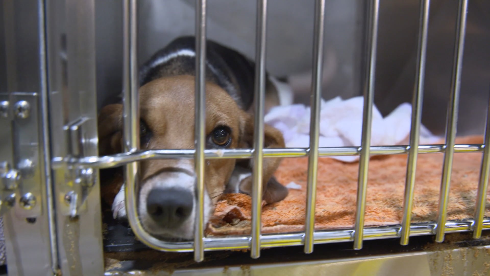 Anti-Cruelty Society: Rescue Video / The BMP Film Co.