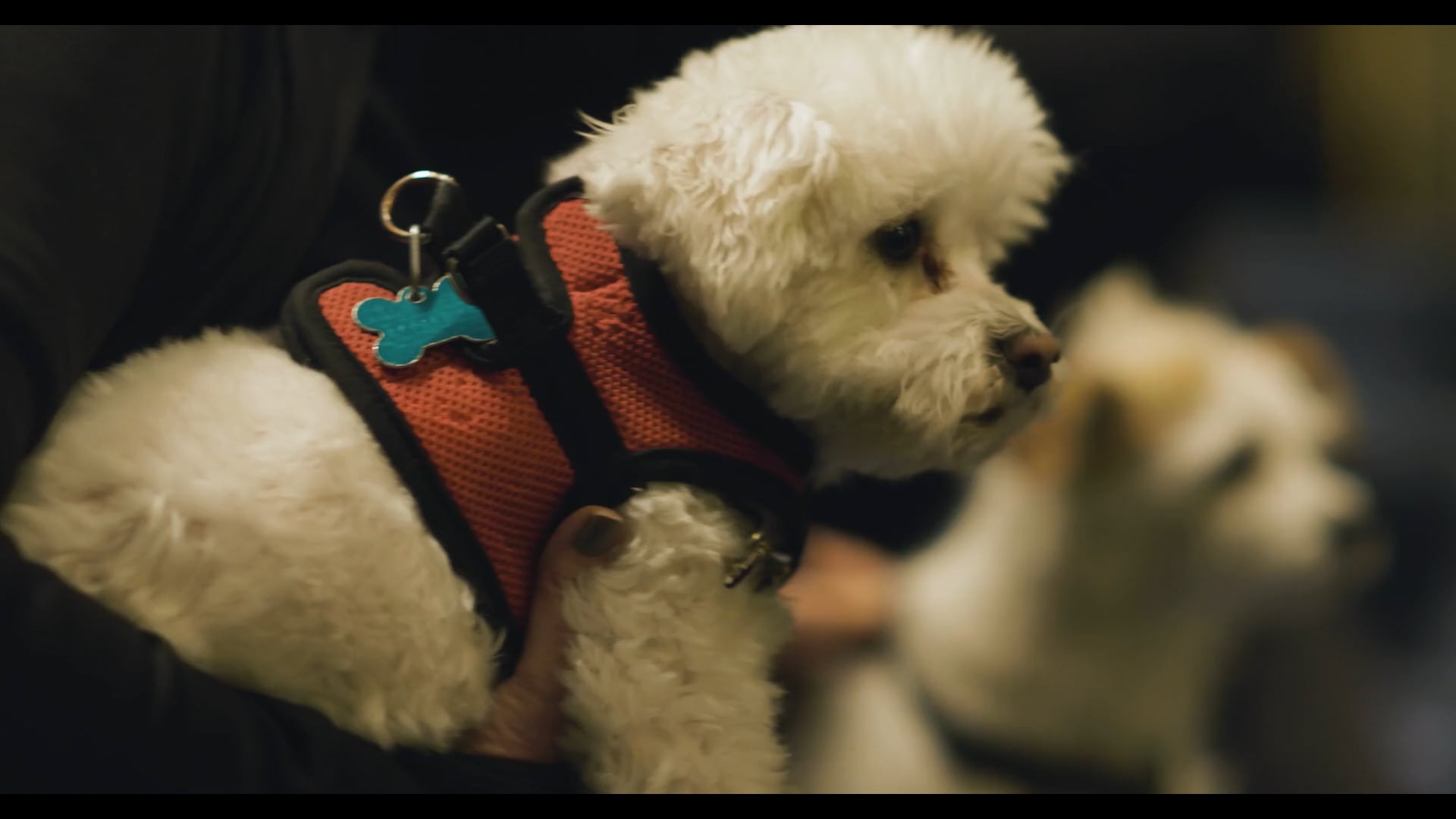Drake Hotel: Dog Nanny Concierge / The BMP Film Co.