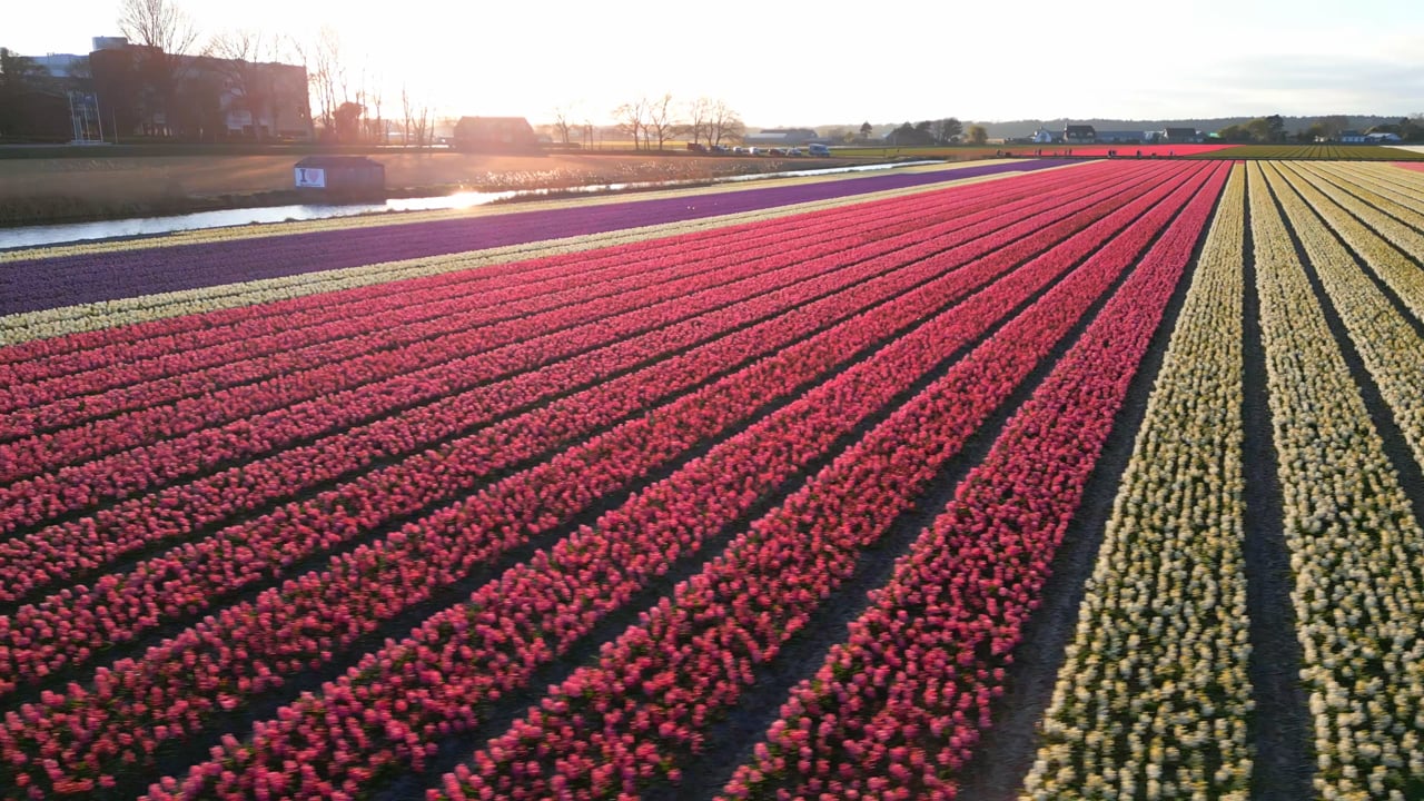 Noordwijk in bloei 2