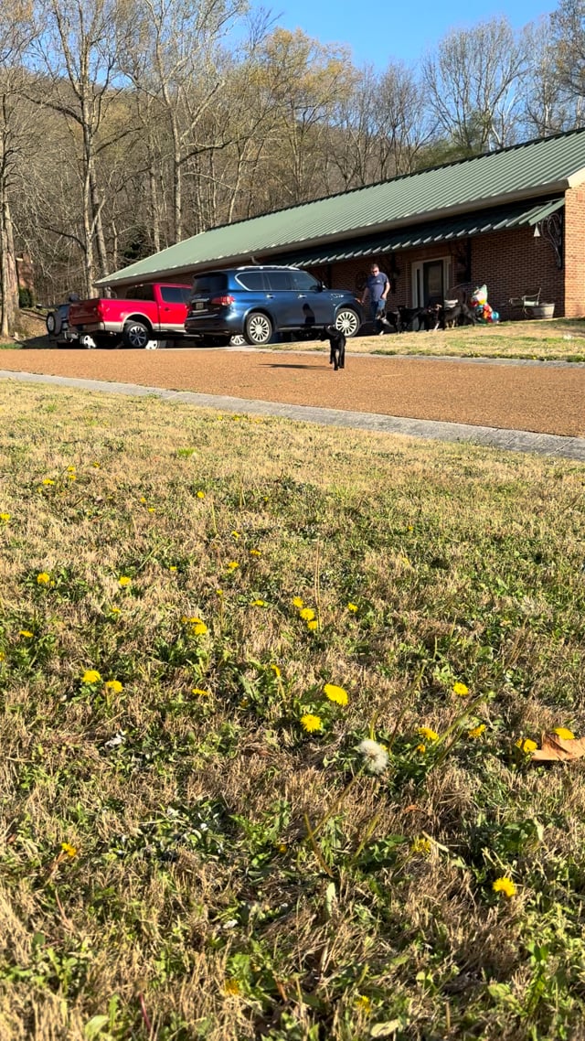 Enlarge Sophie: Toy Stasher With a Heart of Gold, an adoptable mixed breed in Pennington, NJ video 2/6