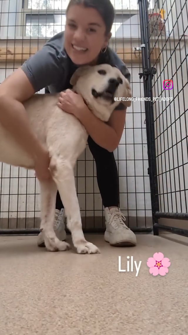 Enlarge Lily, a other mixed breed in Lago Vista, TX video 4/4