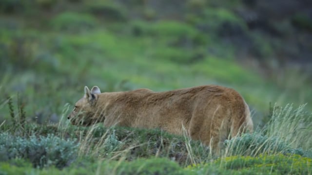 Dynasties II - Part 7