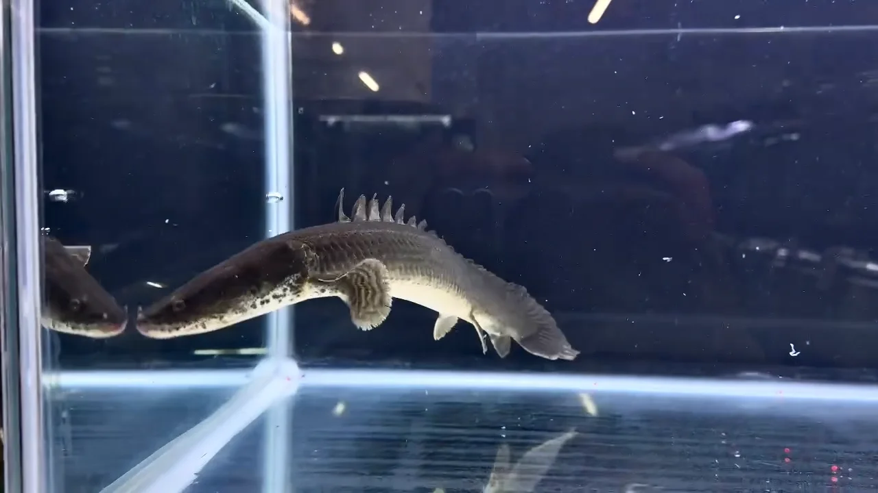 直輸入】シンチャドビキール(バタ・デ・ライリ川産])40up②40cm