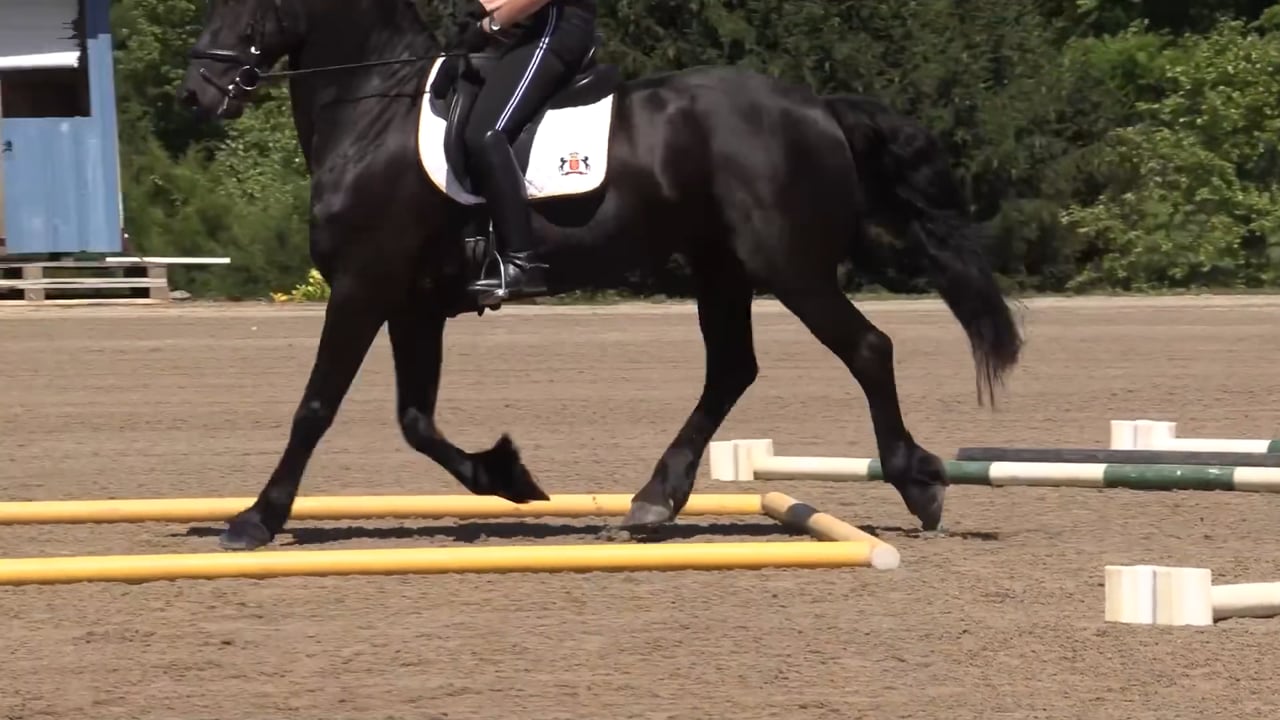 Michele Wellman: Warming Up Over Cavalletti