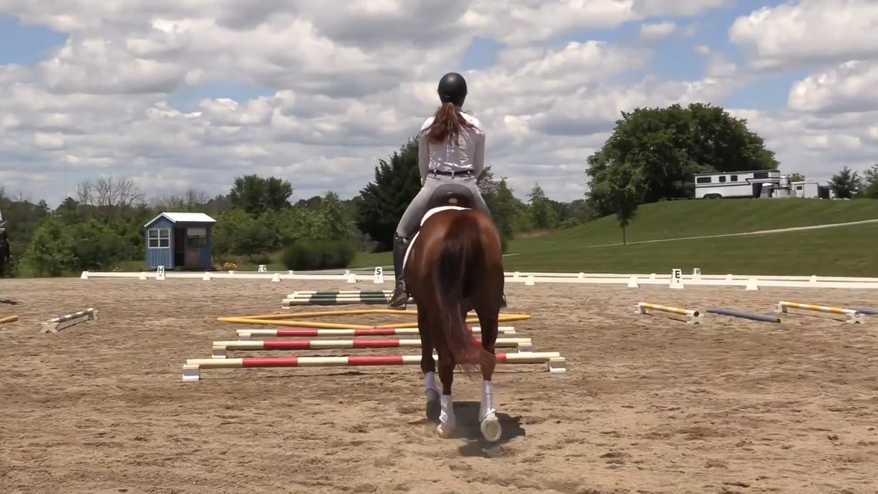 Michele Wellman: Trotting Raised Cavalletti and the Box