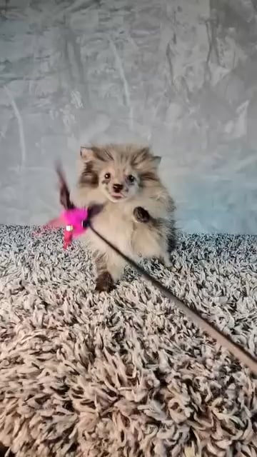Female Pomeranian puppy named Stormy for sale at Puppy Dreams - Junction City. video thumbnail