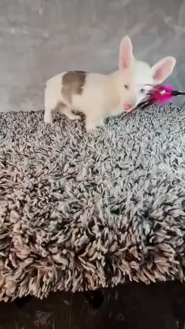 Male Welsh Corgi puppy named Cow for sale at Puppy Dreams - Junction City. video thumbnail