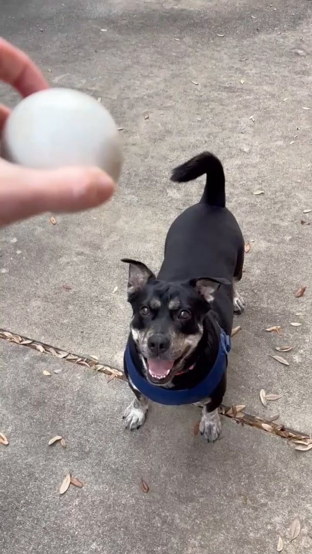 Enlarge Glow : Shy and Sweet, a Adoptable mixed breed in New York, NY video 6/6