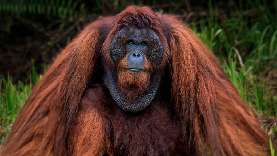 Saving Our Ancestors - Documentary Short