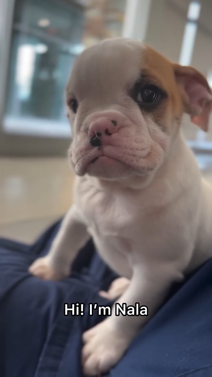 Female American Bulldog puppy named Nala for sale at The Puppy Palace CT. video thumbnail