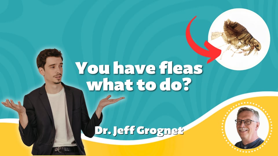 You have fleas—what to do?