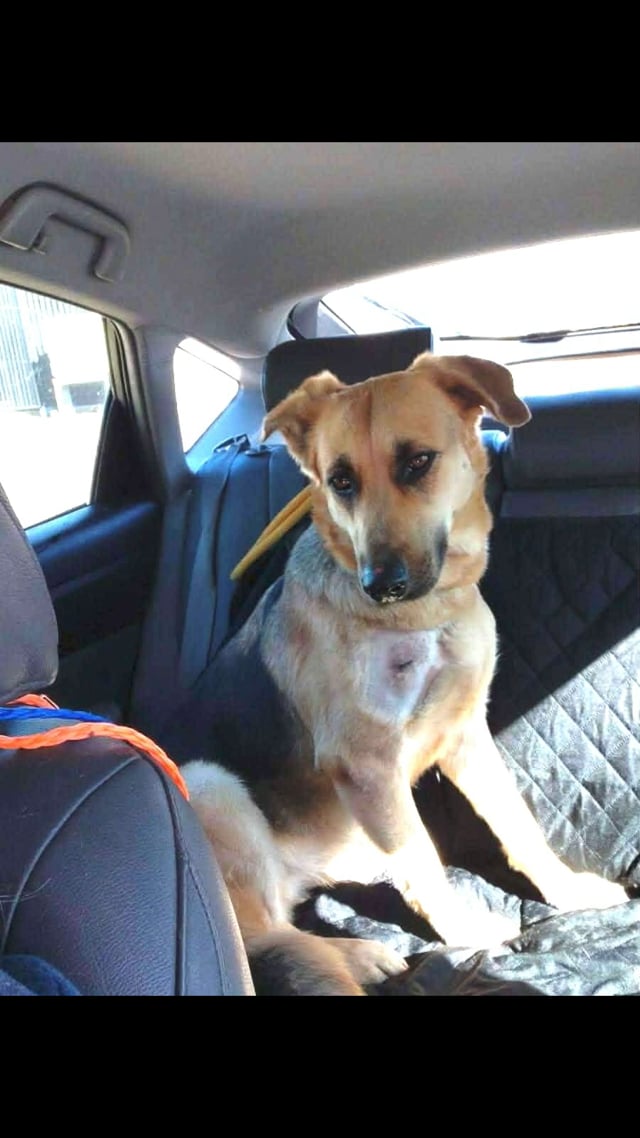 Enlarge Layla, an adopted mixed breed in Saint Paul, MN video 6/6