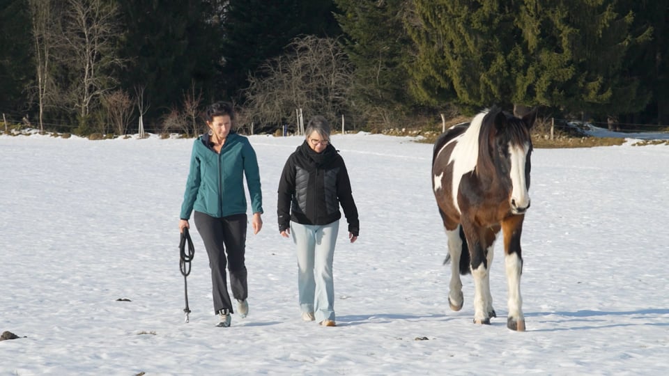 Thérapie Assistée par le Cheval, la vidéo
