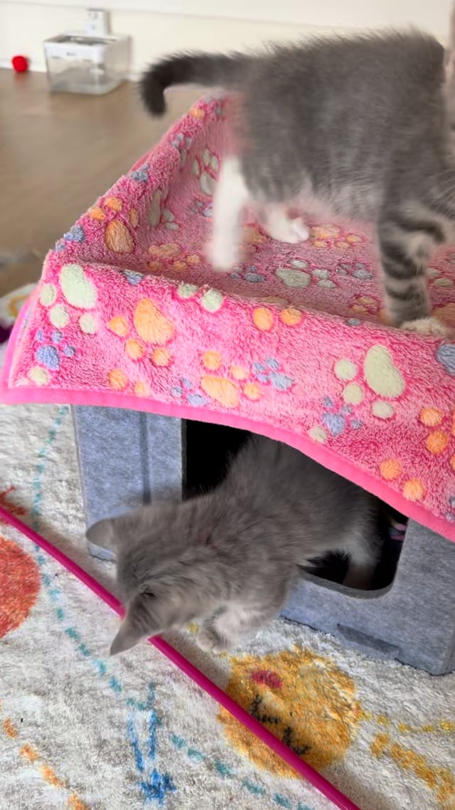 Enlarge Boots, an adopted Domestic Short Hair in Montclair, NJ video 2/6