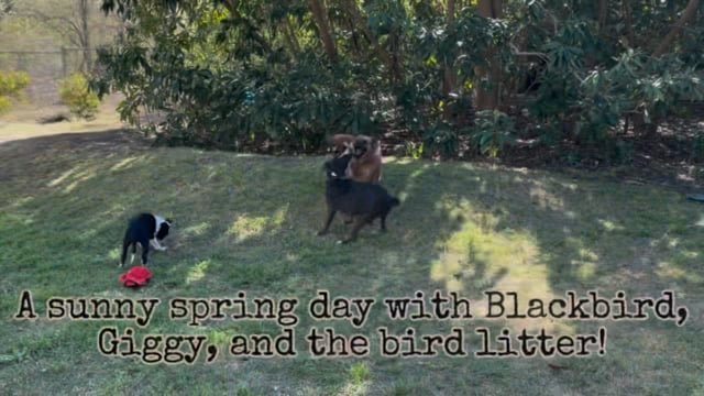 Enlarge Giggy, a Adoptable mixed breed in San Antonio, TX video 6/6