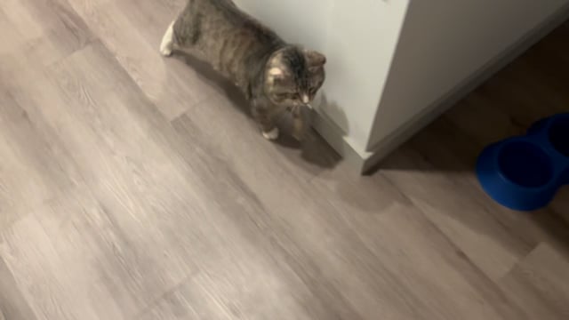 Enlarge Olor, a ADOPTABLE mixed breed in San Antonio, TX video 5/5