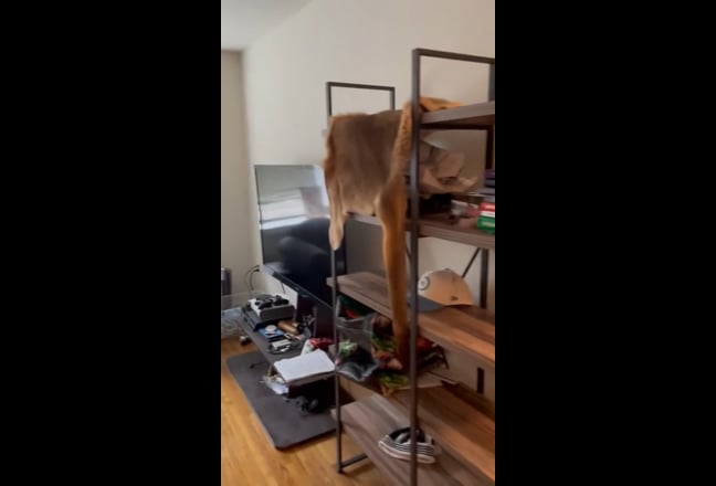 207 E 30TH 1F $2300/MTH June 1 - Private Bathroom Main Photo