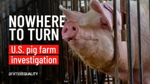 Inside a Kansas, USA pig breeding farm