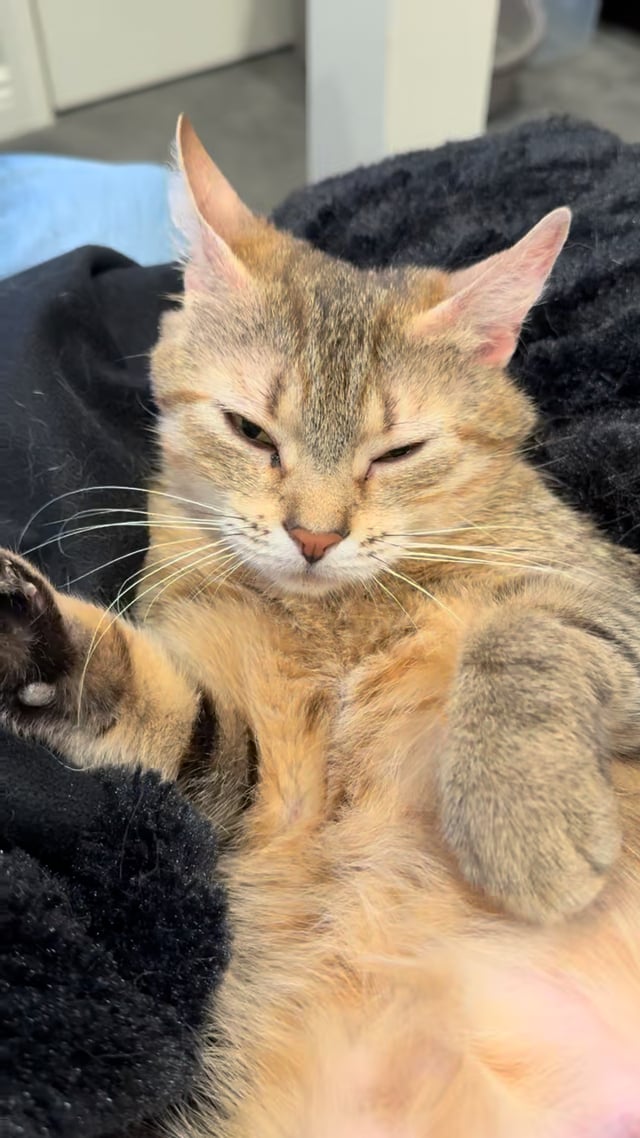 Enlarge Elsa, a ADOPTABLE Domestic Short Hair in Montclair, NJ video 6/6