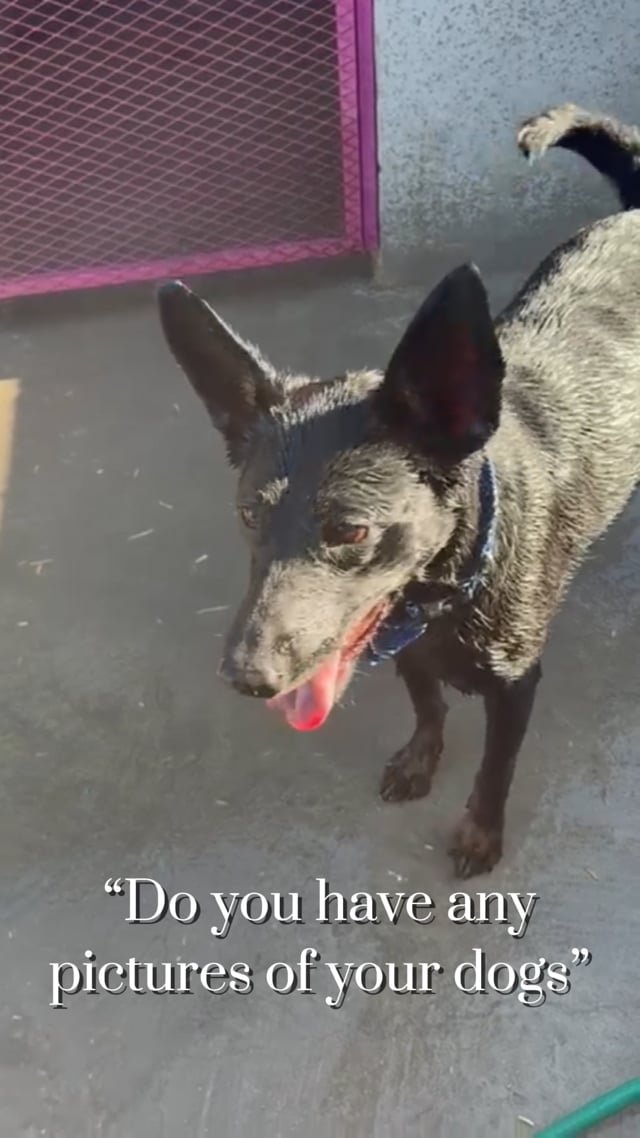 Enlarge Kitty (Courtesy Post) - Adopt Me!, a Adoptable mixed breed in Lake Forest, CA video 5/5