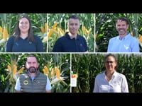 Recomendacións concretas e prácticas sobre manexo, control de herbas e calidade da sementeira
