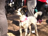 L'Anxova Peluda es converteix en fundació