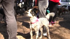 L'Anxova Peluda es converteix en fundació