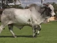 Lote 247