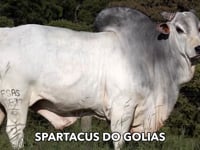 Lote 547