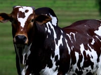 Lote 557