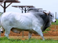 Lote 771