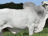 Lote 802