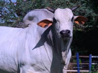 Lote 805