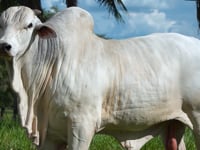 Lote 807