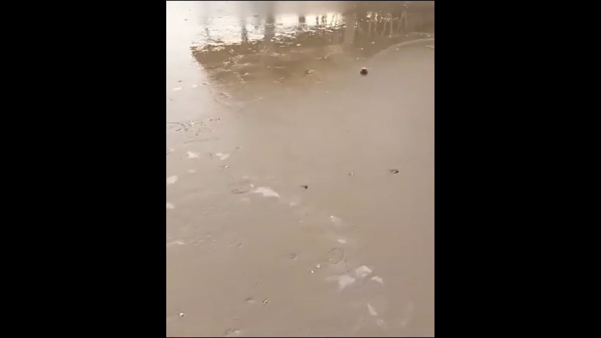 ▶️......जिन्दा शंख किसी ने आज तक नहीं देखा होगा, मगर आज देख लीजिए। बहुत सौभाग्य से ही देखने को मिलते है।_🙏🚩🙏