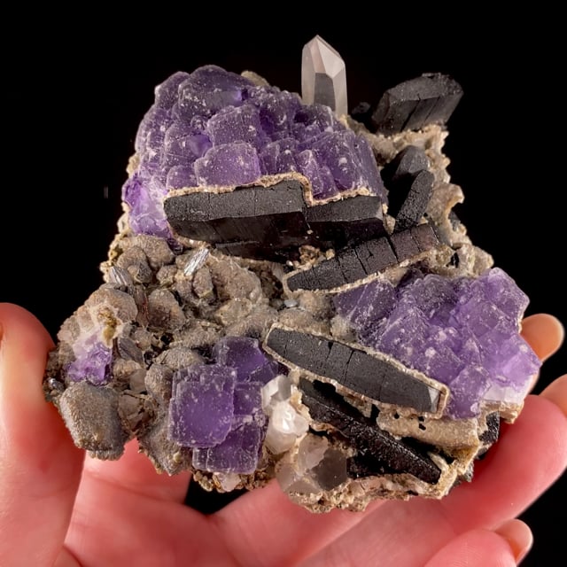 Special Auction - $249 Specimens