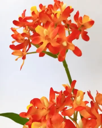 ｴﾋﾟﾃﾞﾝﾄﾞﾗﾑ: 造花（アーティフィシャルフラワー） ｜ YDMオンライン