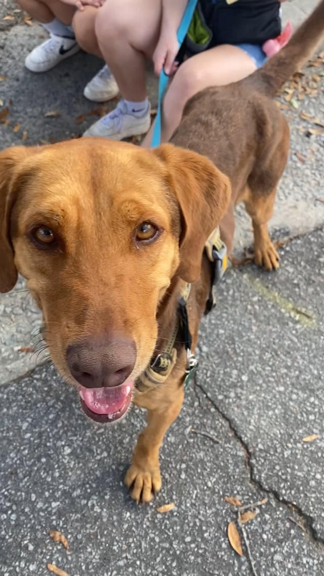 Enlarge Cosmo, an adopted mixed breed in Providence, RI video 6/6