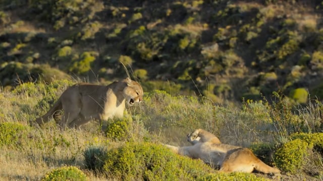 Dynasties II - E01 - Part 9 - Puma Documentary