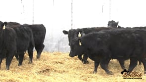 Heifers