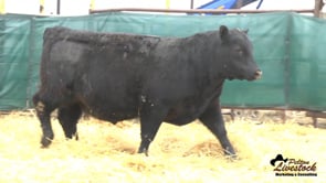 Yearling Bull