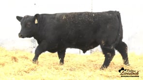 Yearling Bull