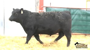 Yearling Bull