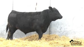 Yearling Bull