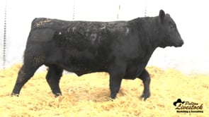Yearling Bull