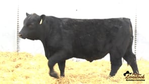 Yearling Bull