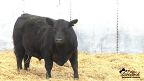 Yearling Bull