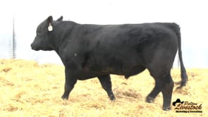 2 Year Old Bull