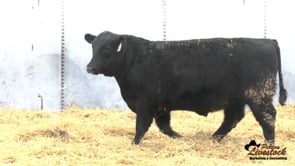 Yearling Bull
