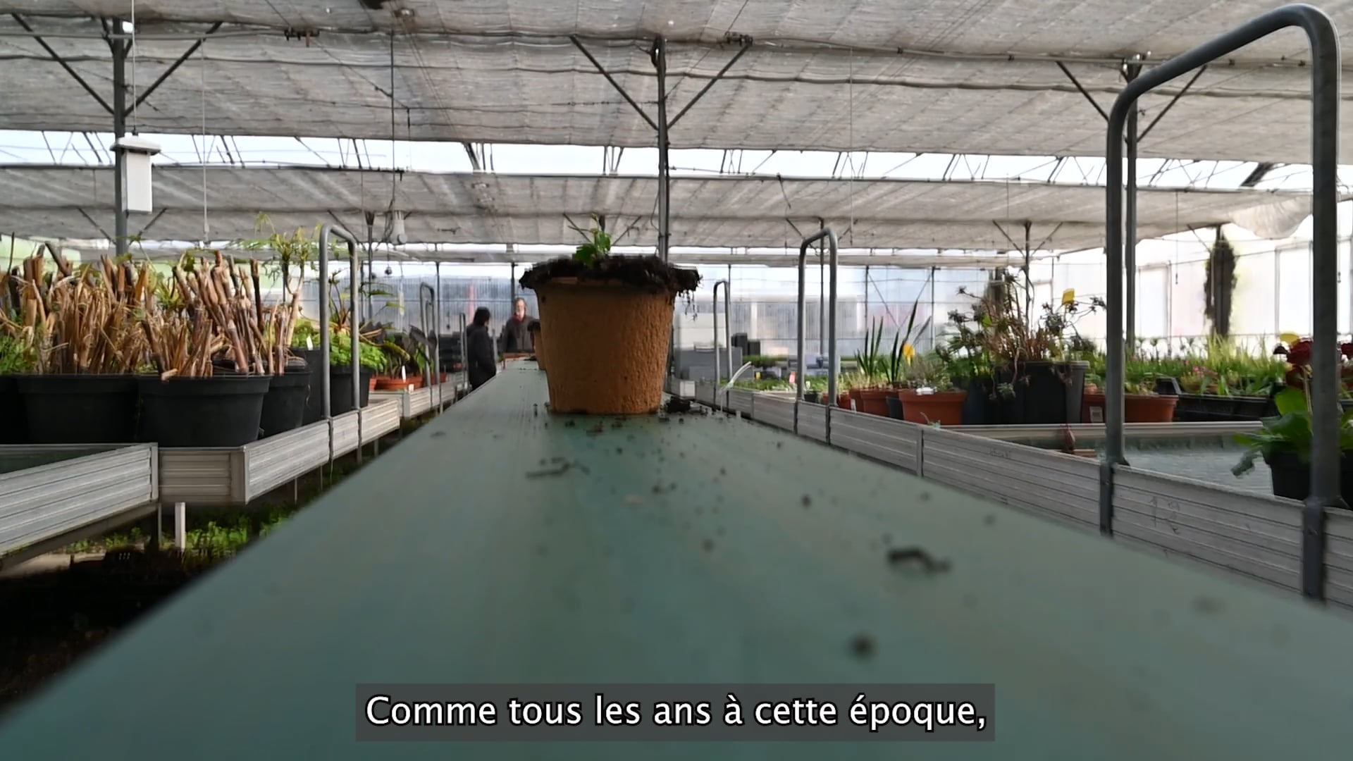 Mars 2026 : repiquage aux serres municipales